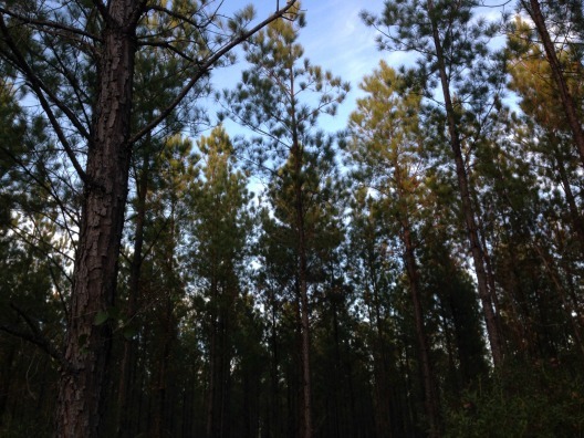 pine_trees2.jpg