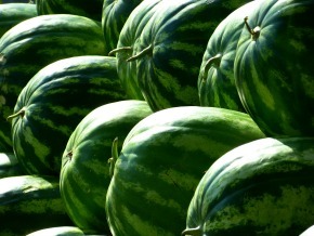 watermelons_290.jpg