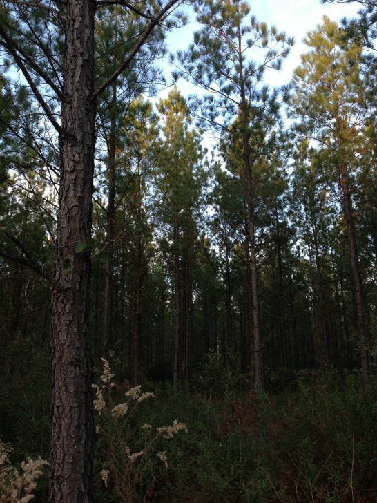 pine_trees3.jpg